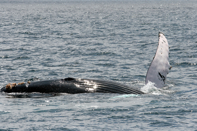 Whale Watching Tour Photo